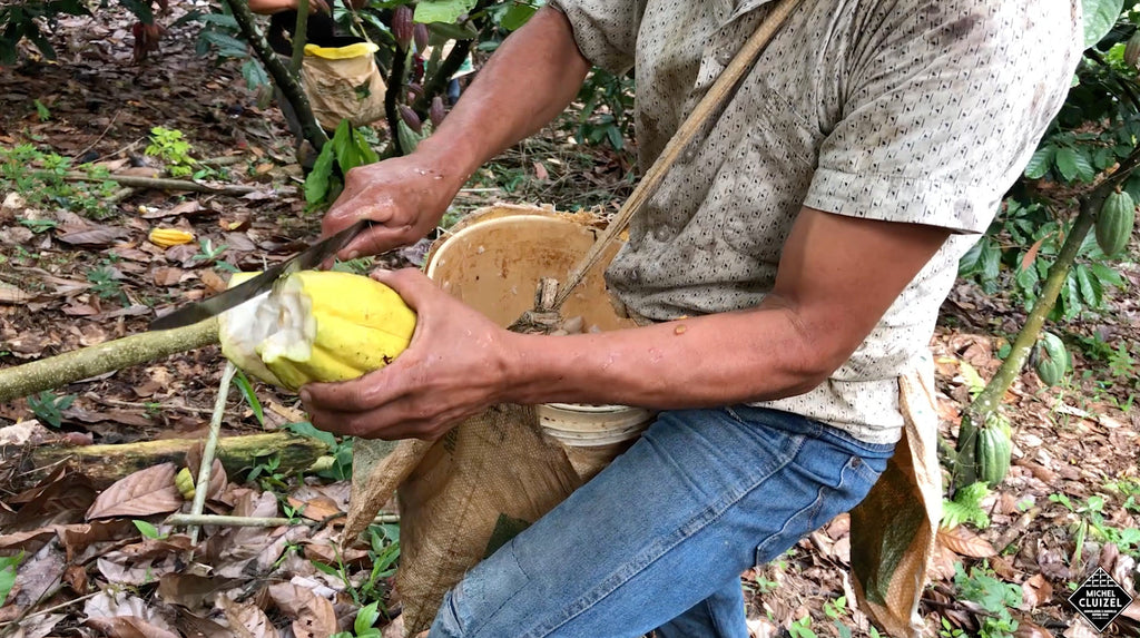 La Laguna Cocoa Plantation