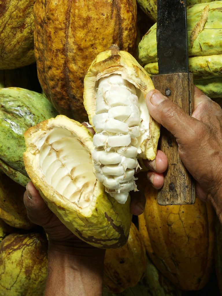 cocoa pod