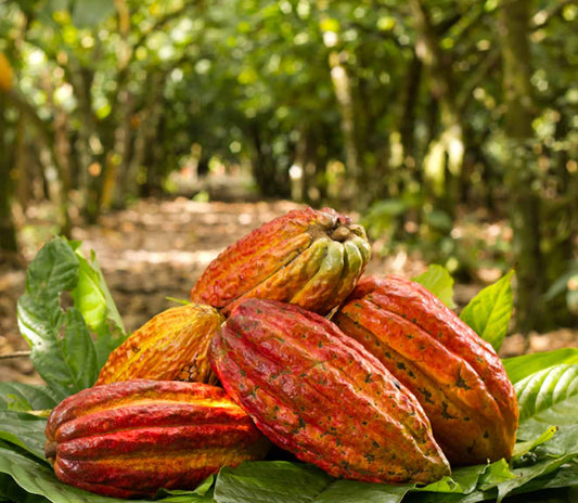 cocoa pods