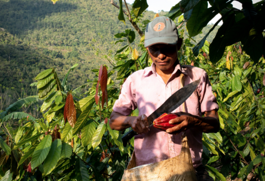 cocoa plantation