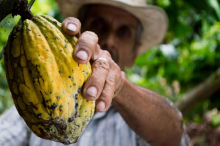 cocoa pod