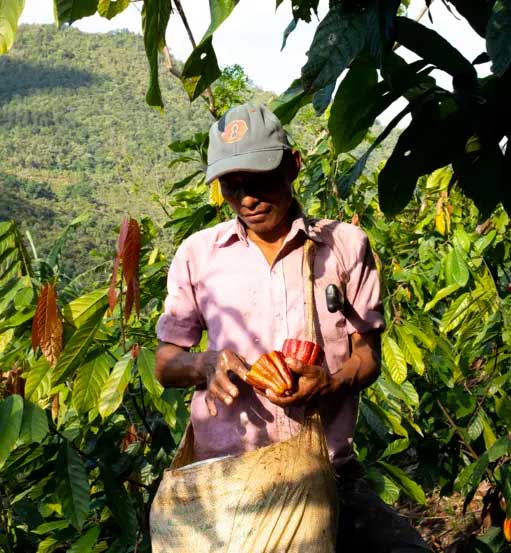 Fair Trade Cocoa Growers