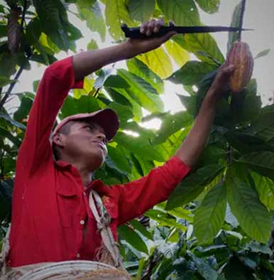 Harvesting cocoa pods