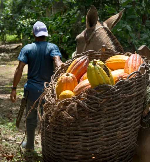 Ethically Sourced Chocolate