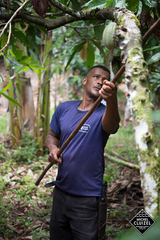 Cocoa Plantation Riachuelo in Brazil