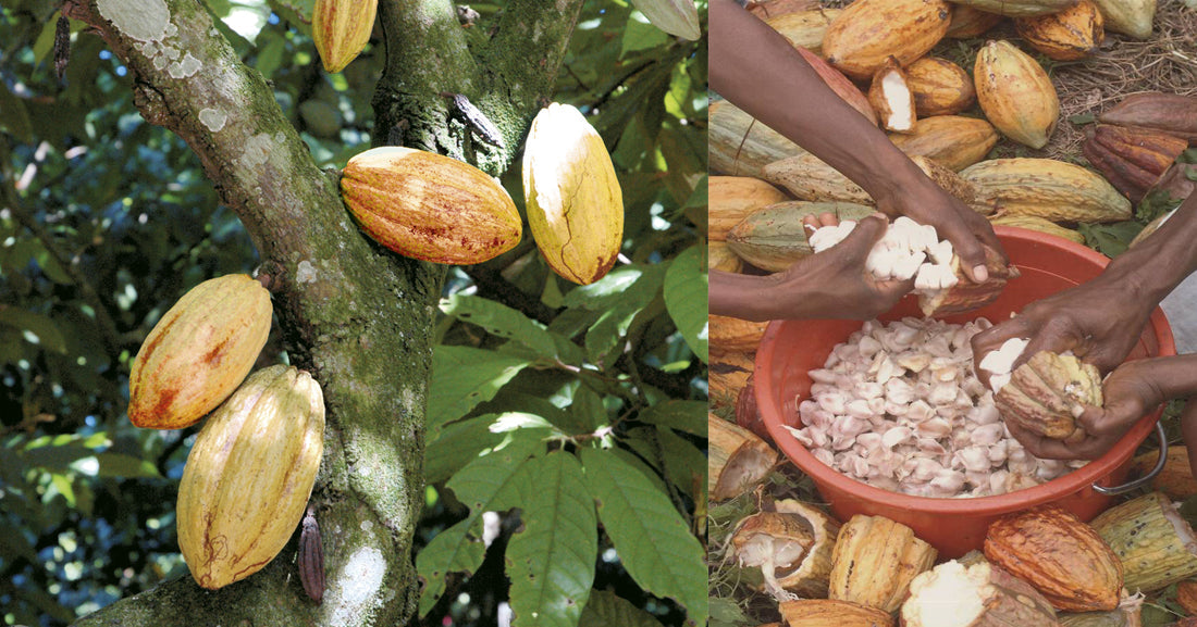 cocoa pods and beans