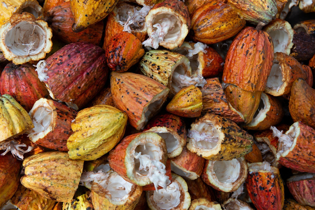 cocoa pods