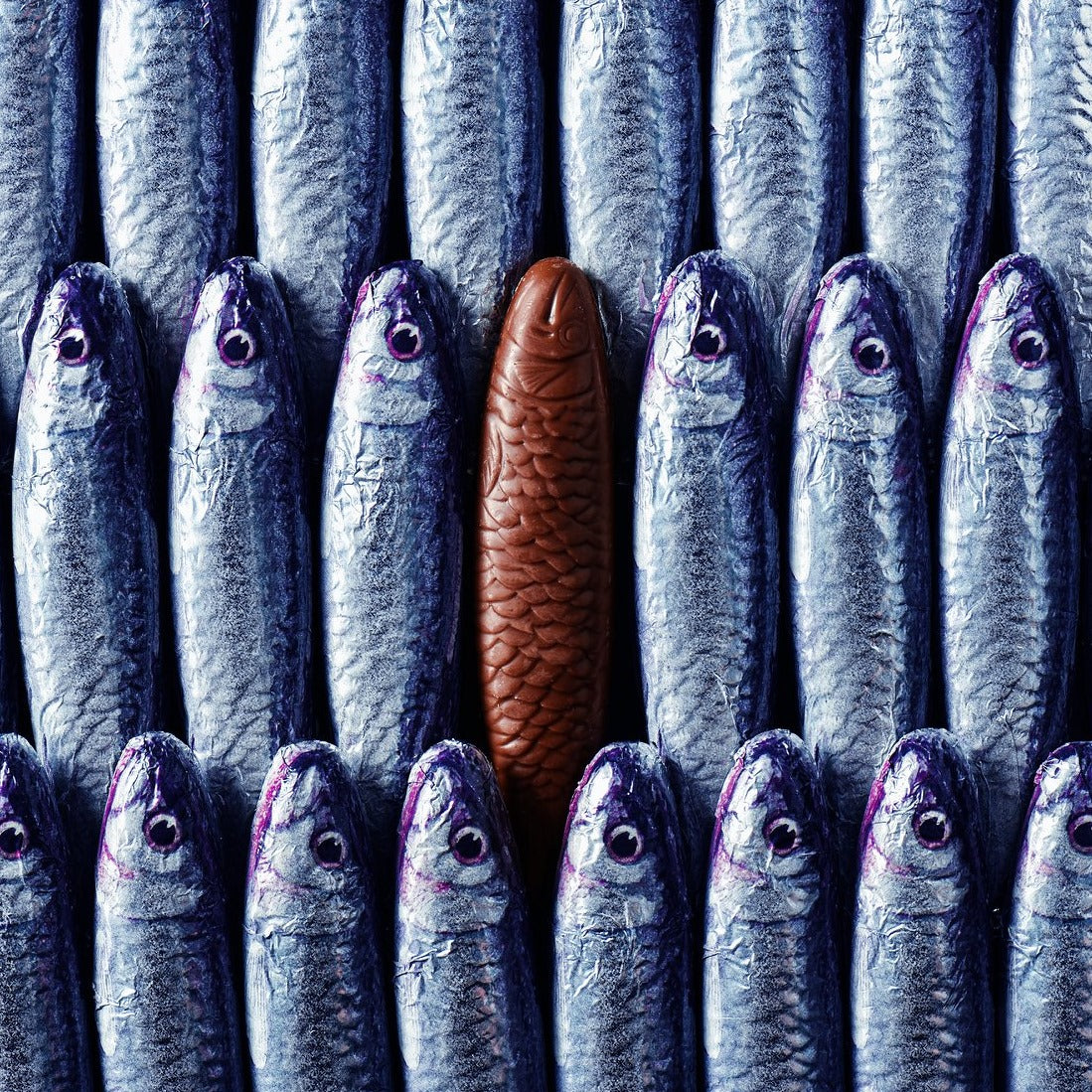 milk chocolate sardines