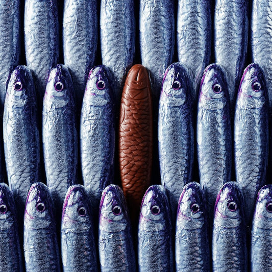 chocolate sardines